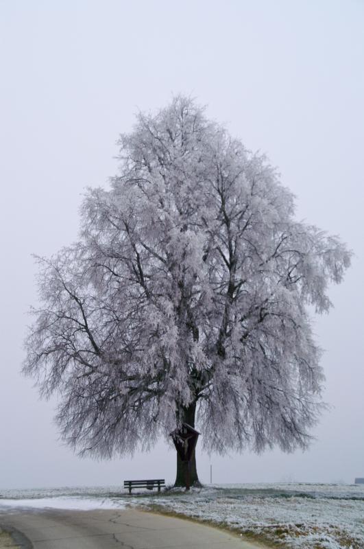 Foto: Gottfried Jungbeck, Titel: Vogtareuth_0083 Foto: Gottfried Jungbeck, Titel: Vogtareuth_0083